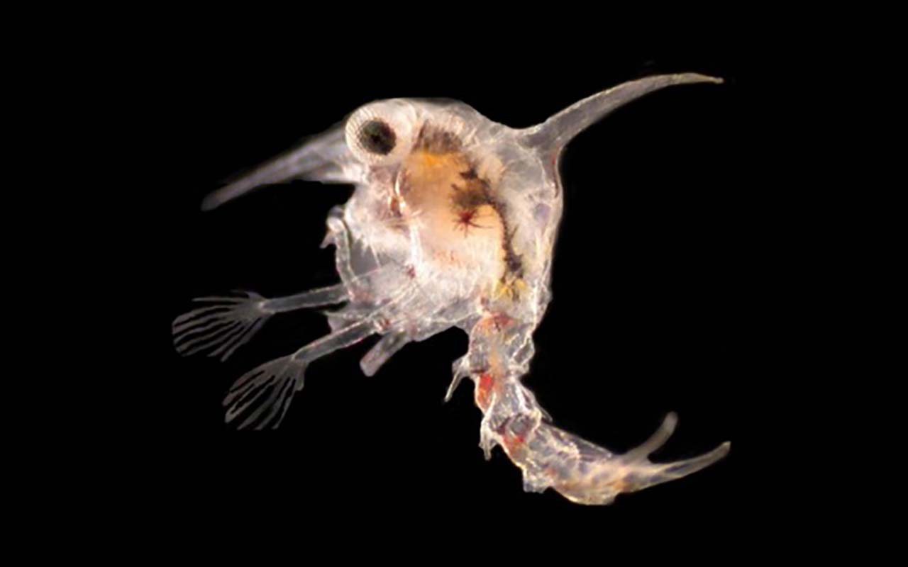 crab larvae
